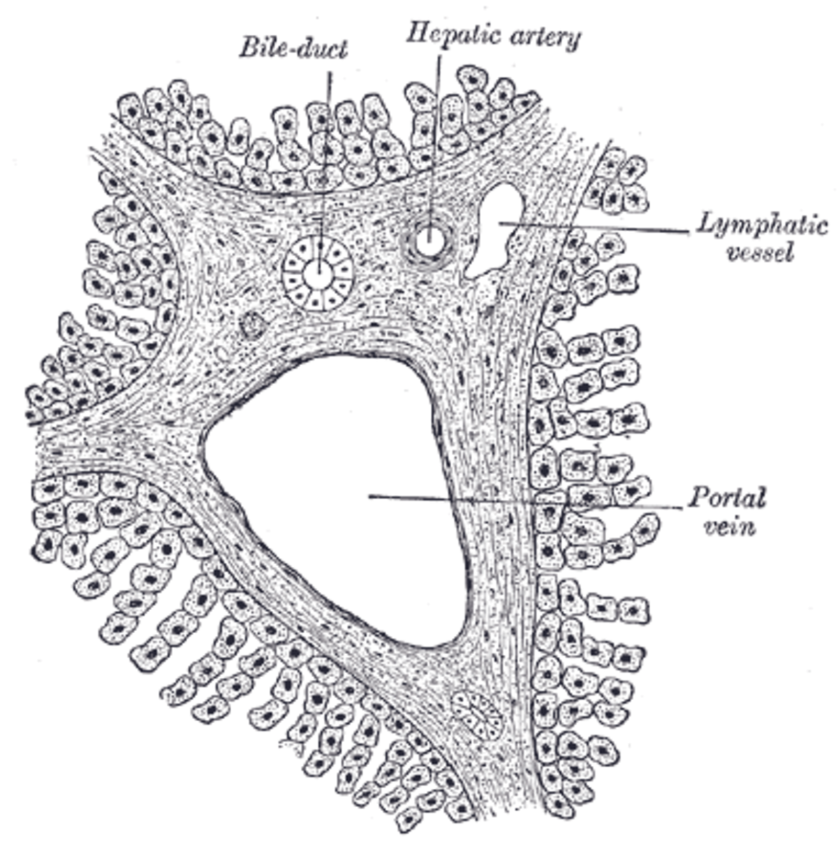 A microscopic diagram of a liver portal triad, showing the arrangement of a portal vein, hepatic artery, bile duct, and lymphatic vessel. The image details the cellular structure surrounding these vessels within the liver.