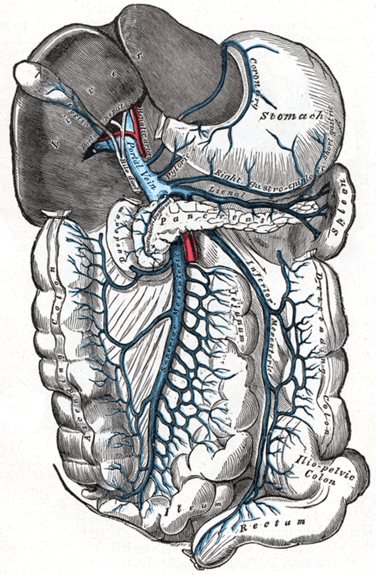 An anatomical illustration of the portal vein system and associated abdominal organs. Key labeled structures include the "Portal Vein," "Stomach," "Spleen," "Pancreas," "Duodenum," "Jejunum," "Ileum," "Colon," "Rectum," "Coronary" vein, "Right gastro-epiploic" vein, "Lienal" vein, "Superior Mesenteric" vein, and "Ilio-Pelvic Colon."