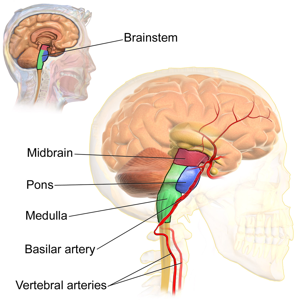 A diagram illustrates the anatomy of the human brainstem and its associated arteries, with an inset showing its position within the skull. Labeled components include the Brainstem, Midbrain, Pons, Medulla, Basilar artery, and Vertebral arteries.