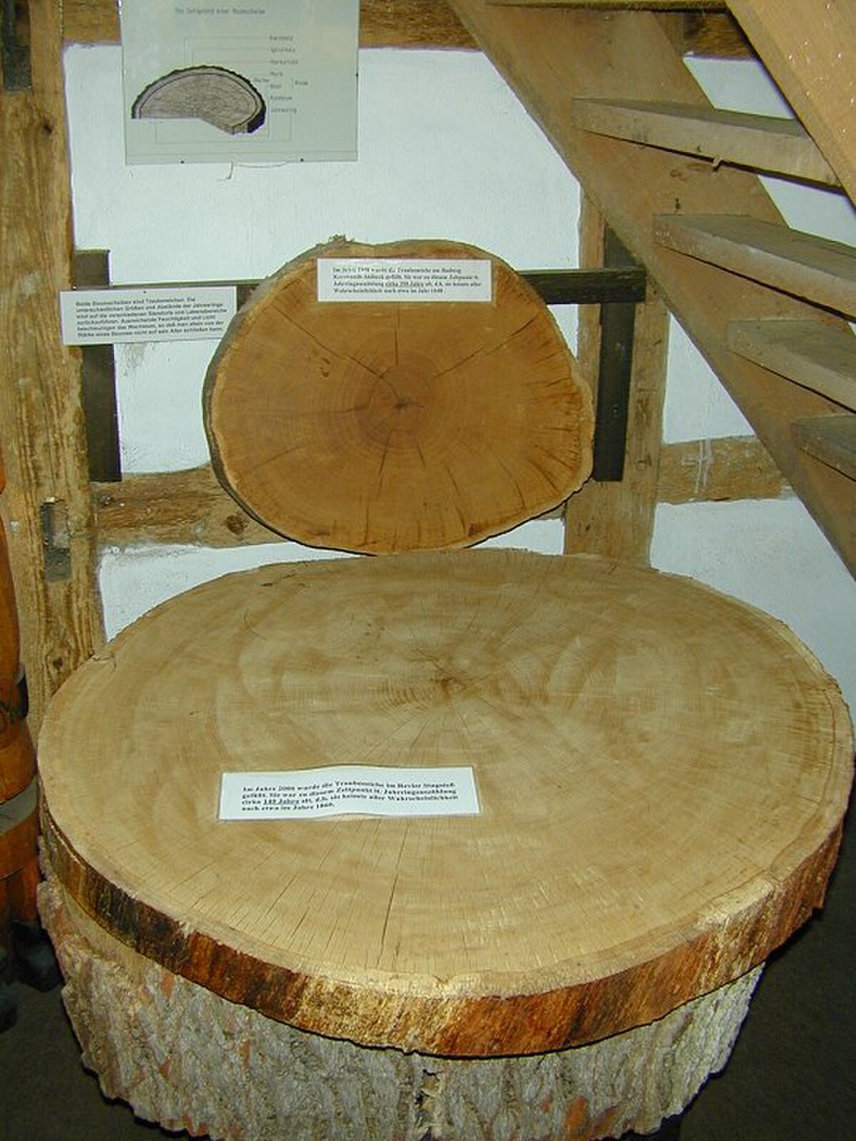 Two cross-sections of oak logs, one smaller and one larger, displayed on a wooden structure. Text on the smaller log's label, in German, describes the tighter grain of French oak.