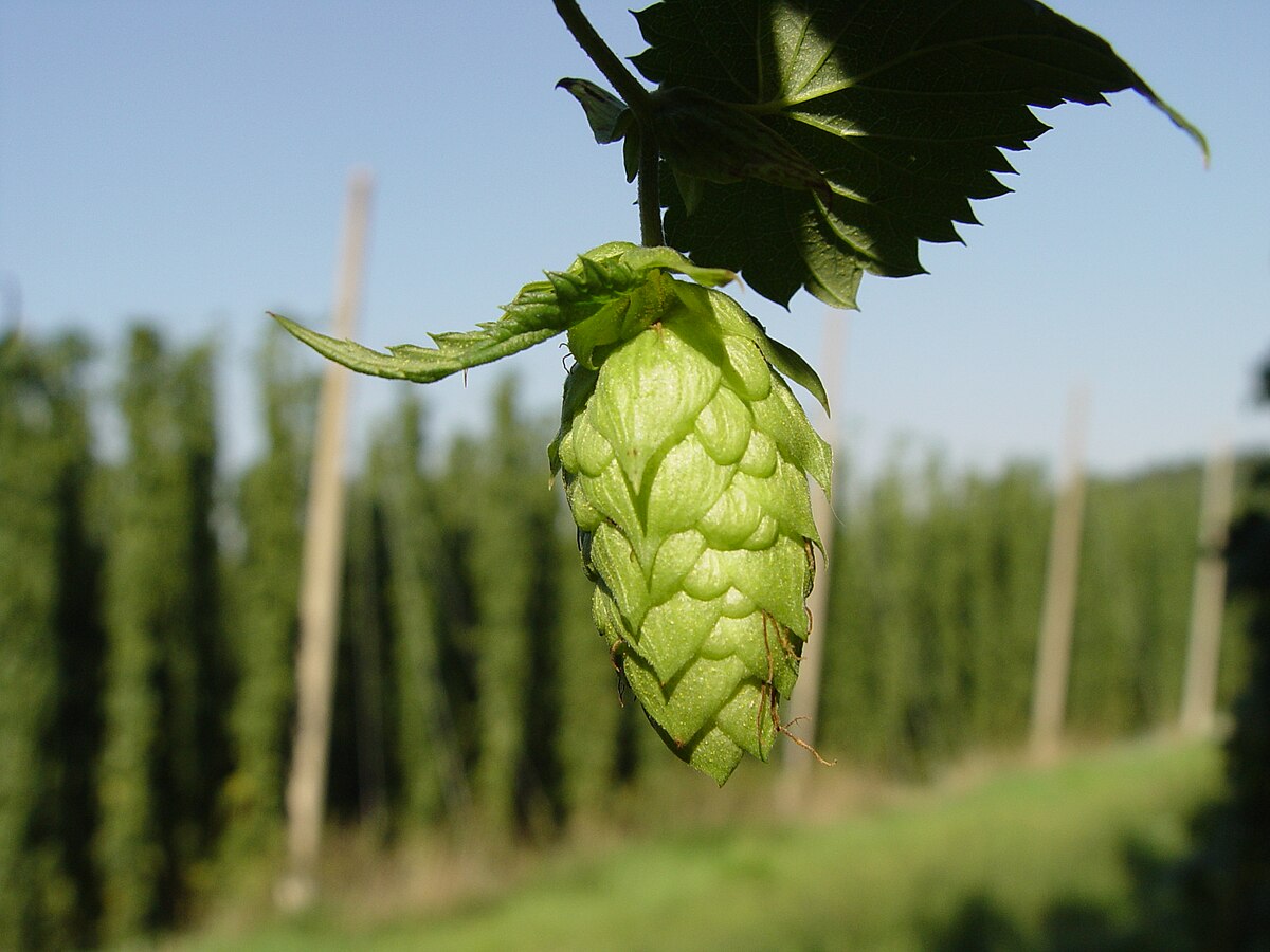 A close-up of a hop cone (Humulus Lupulus) hanging from a vine, with a hop field visible in the background in Hallertau, Germany. The cone is green and scaly, characteristic of hops used in brewing.