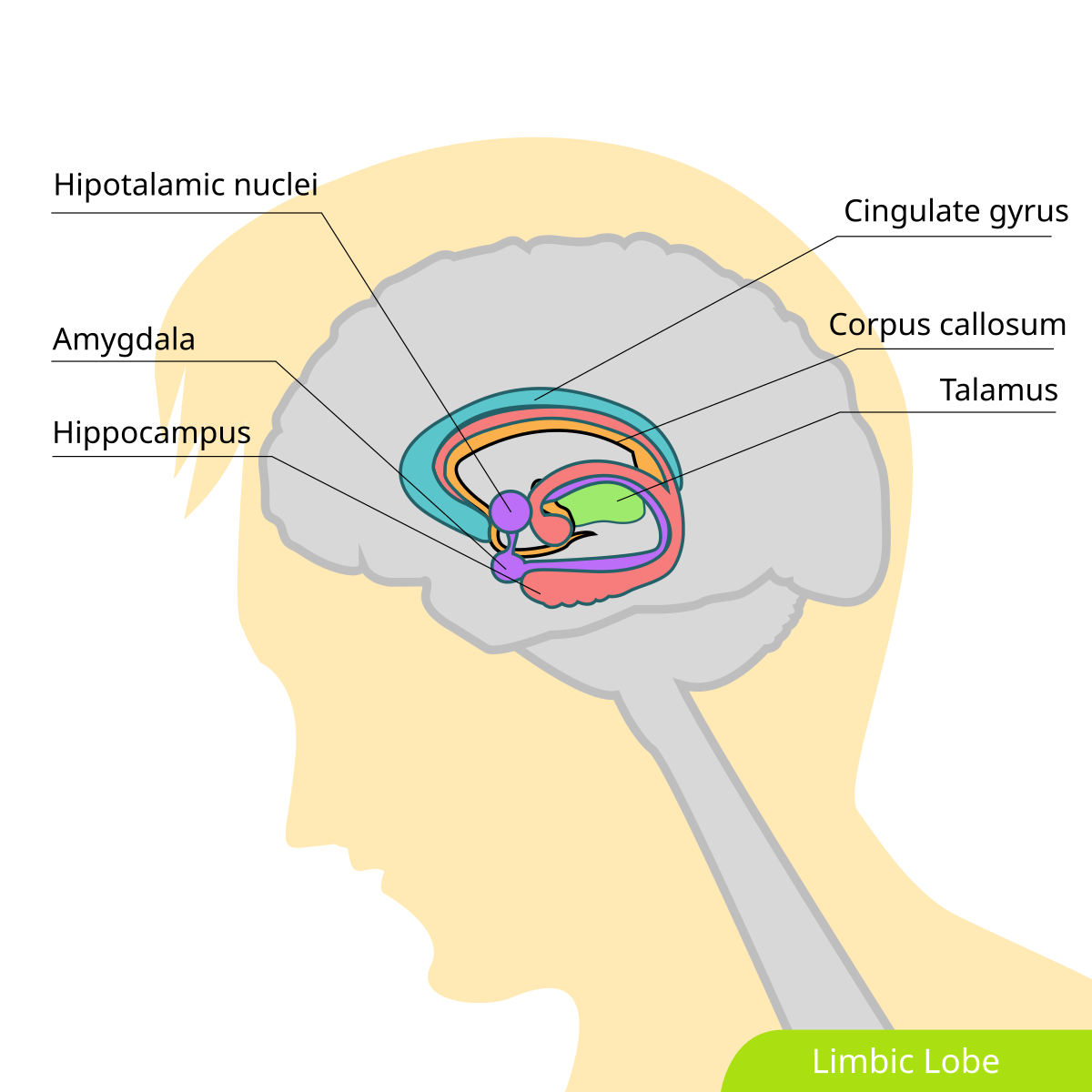 Diagram of the limbic lobe within a human head silhouette, highlighting key structures of the limbic system. Labeled components include the Cingulate gyrus, Corpus callosum, Talamus (Thalamus), Hipotalamic nuclei (Hypothalamic nuclei), Amygdala, and Hippocampus.