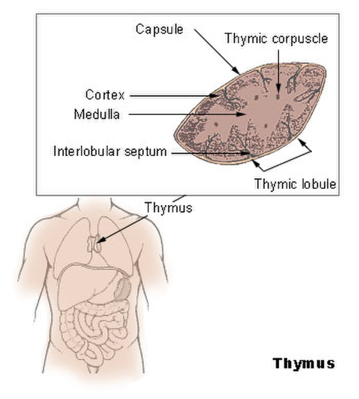 A diagram illustrating the location and internal structure of the thymus gland. The main figure shows the thymus positioned in the upper chest of a human torso, while an inset diagram details a thymic lobule with labeled components: "Capsule", "Cortex", "Medulla", "Interlobular septum", and "Thymic corpuscle".