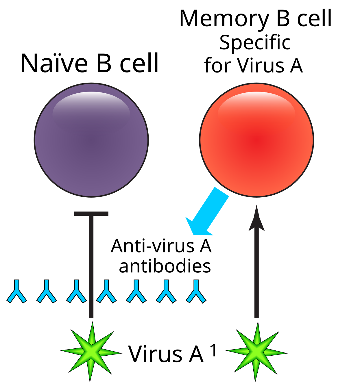 Diagram illustrating original antigenic sin, where a memory B cell specific for Virus A responds to a slightly mutated Virus A1 while inhibiting a naïve B cell. The memory B cell produces anti-virus A antibodies, and an inhibitory line indicates the suppression of the naïve B cell's activation in response to the variant virus.