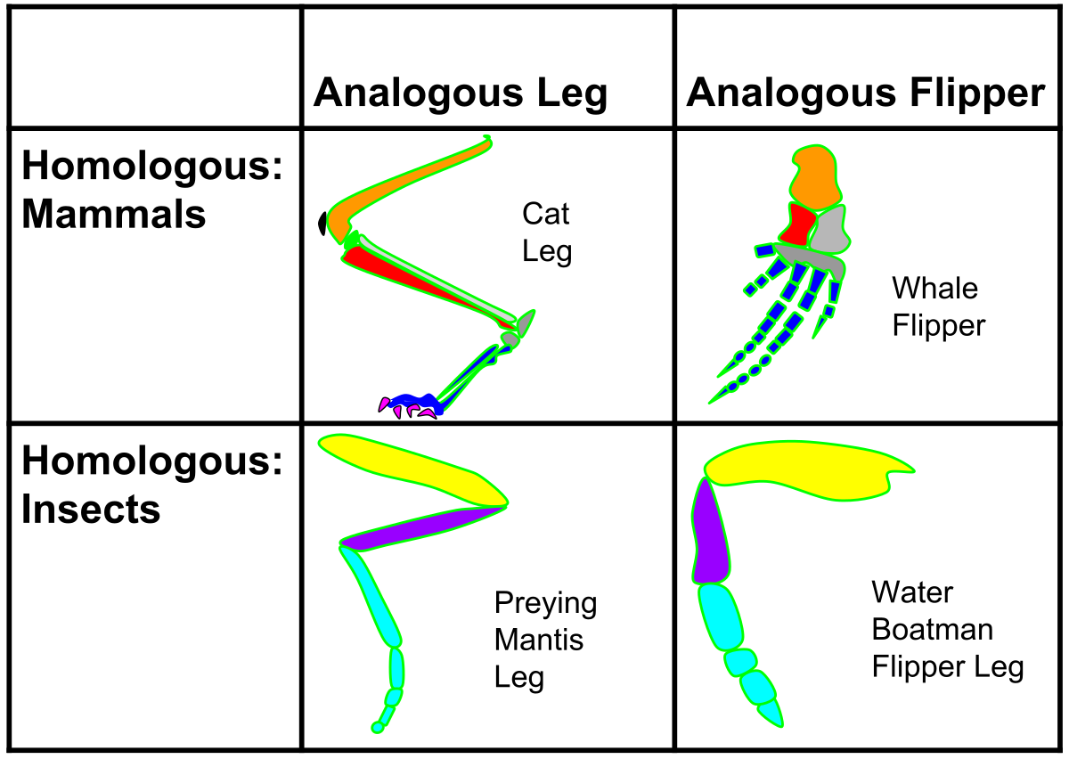 Diagram comparing homologous and analogous structures in mammals and insects, specifically focusing on legs and flippers. The top row shows homologous mammalian structures: a "Cat Leg" and a "Whale Flipper"; the bottom row shows homologous insect structures: a "Preying Mantis Leg" and a "Water Boatman Flipper Leg". The columns differentiate between "Analogous Leg" and "Analogous Flipper" functions.