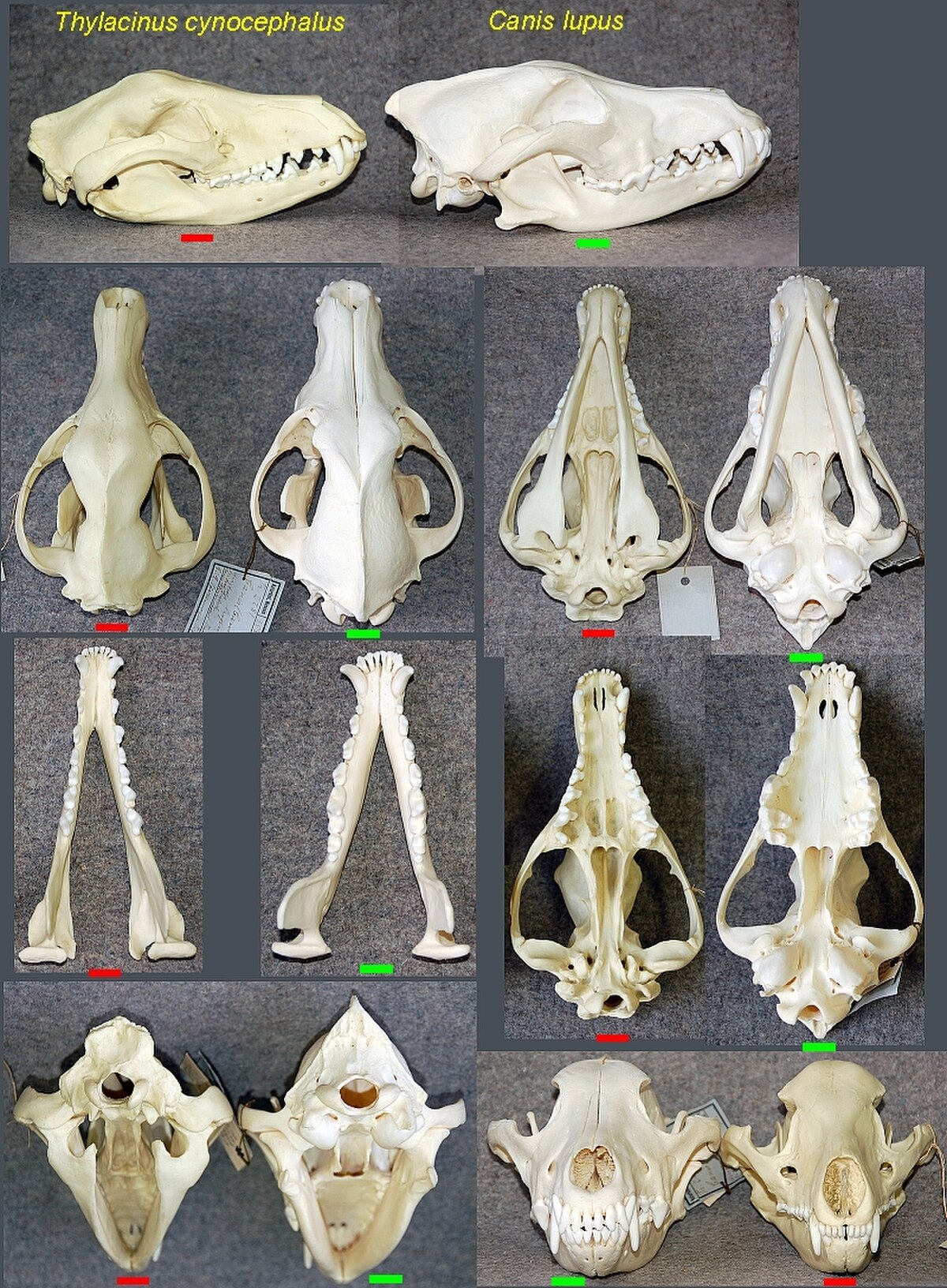 A comparative image displays multiple views of the skulls of a Thylacinus cynocephalus (thylacine) on the left and a Canis lupus (gray wolf) on the right. Each skull view is marked with a red line for the thylacine and a green line for the wolf.