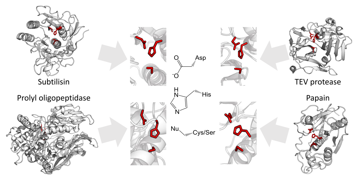 Diagram illustrating the evolutionary convergence of serine and cysteine proteases towards the same catalytic triad organization of acid-base-nucleophile. The diagram shows the protein structures and catalytic triads (highlighted in red) for Subtilisin, Prolyl oligopeptidase, TEV protease, and Papain, with chemical structures for Asp, His, and Nu (Cys/Ser) in the center.
