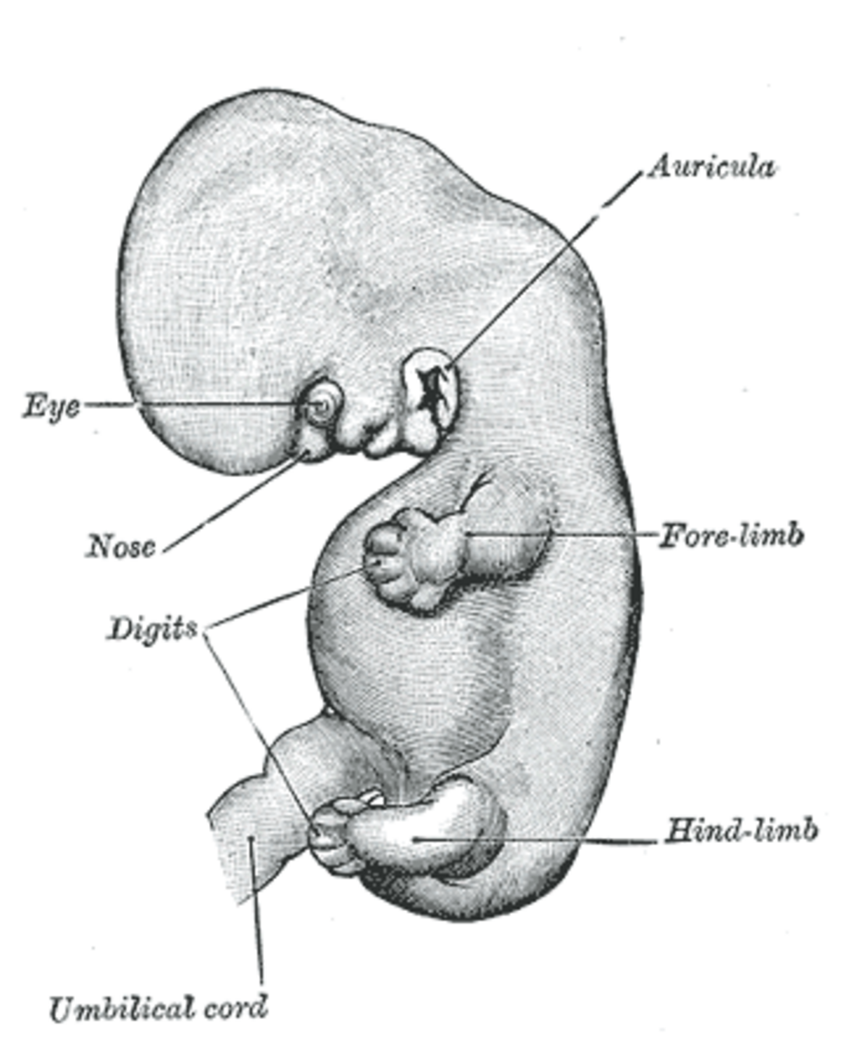Illustration of a six-week-old human embryo with various developing body parts labeled. Labels include Eye, Nose, Auricula (ear), Fore-limb, Digits, Hind-limb, and Umbilical cord.