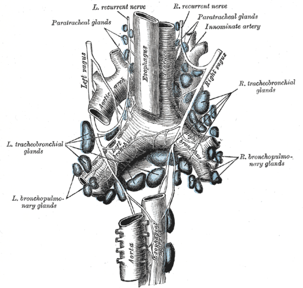 An anatomical illustration of the vagus nerve and associated structures in the thoracic cavity. Labeled components include the Left vagus, Right vagus, L. recurrent nerve, R. recurrent nerve, Esophagus, Aortic arch, L. bronchus, R. bronchus, Aorta, Paratracheal glands, Innominate artery, L. tracheobronchial glands, R. tracheobronchial glands, and R. bronchopulmonary glands.