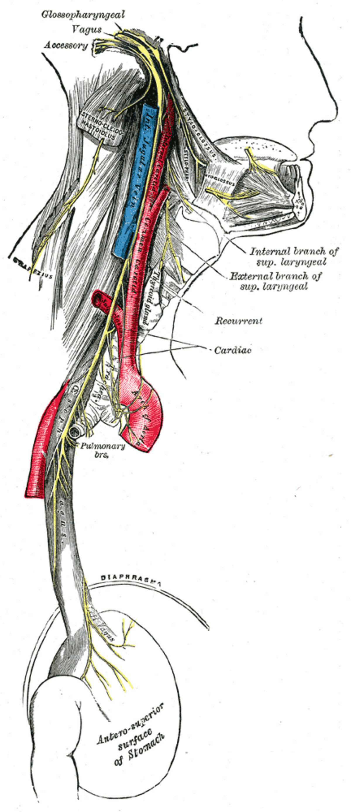 A lateral view anatomical diagram illustrating the course of the vagus nerve from the head down to the stomach, showing its branches and relations to other organs and vessels. Labels include Glossopharyngeal, Vagus, Accessory, Internal branch of sup. laryngeal, External branch of sup. laryngeal, Recurrent, Cardiac, Pulmonary bra., Diaphragm, and Antero-superior surface of Stomach.