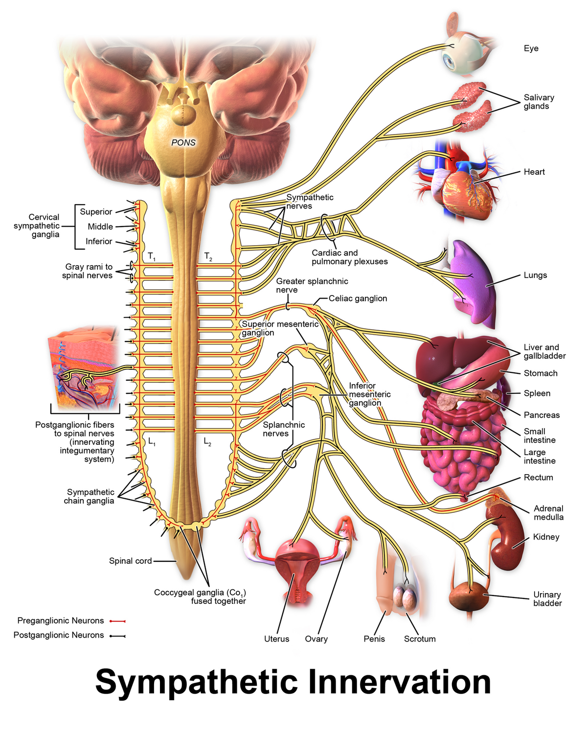 Diagram of the sympathetic nervous system, showing the brain, spinal cord, sympathetic ganglia, and their connections to various organs. Key labels include the pons, spinal cord, sympathetic chain ganglia, and target organs such as the eye, heart, lungs, liver, stomach, pancreas, intestines, adrenal medulla, kidney, urinary bladder, uterus, ovary, penis, and scrotum. A legend indicates preganglionic neurons in red and postganglionic neurons in yellow.