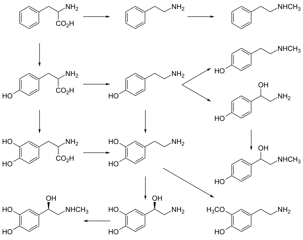 Diagram illustrating the biosynthesis pathways of catecholamines and trace amines, showing a series of chemical reactions transforming precursor molecules into various amine compounds, including norepinephrine and epinephrine.