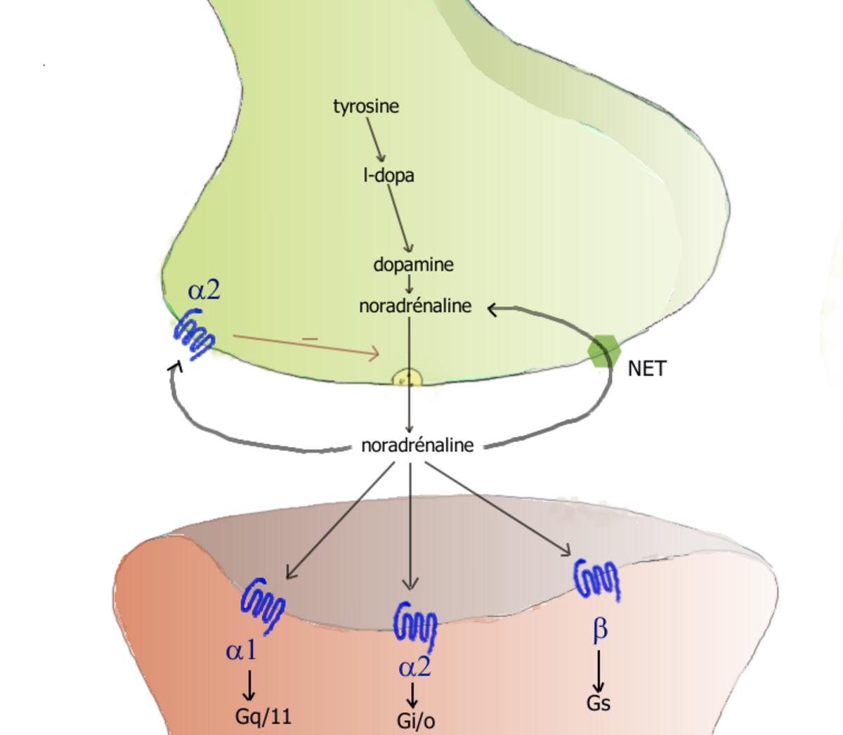 Diagram illustrating norepinephrine (noradrénaline) processing in a synapse, showing its synthesis from tyrosine to L-dopa to dopamine, release, and subsequent reuptake by the presynaptic terminal via NET or breakdown by enzymes. Various receptors (α1, α2, β) on the postsynaptic neuron are also depicted with their associated G-proteins (Gq/11, Gi/o, Gs).