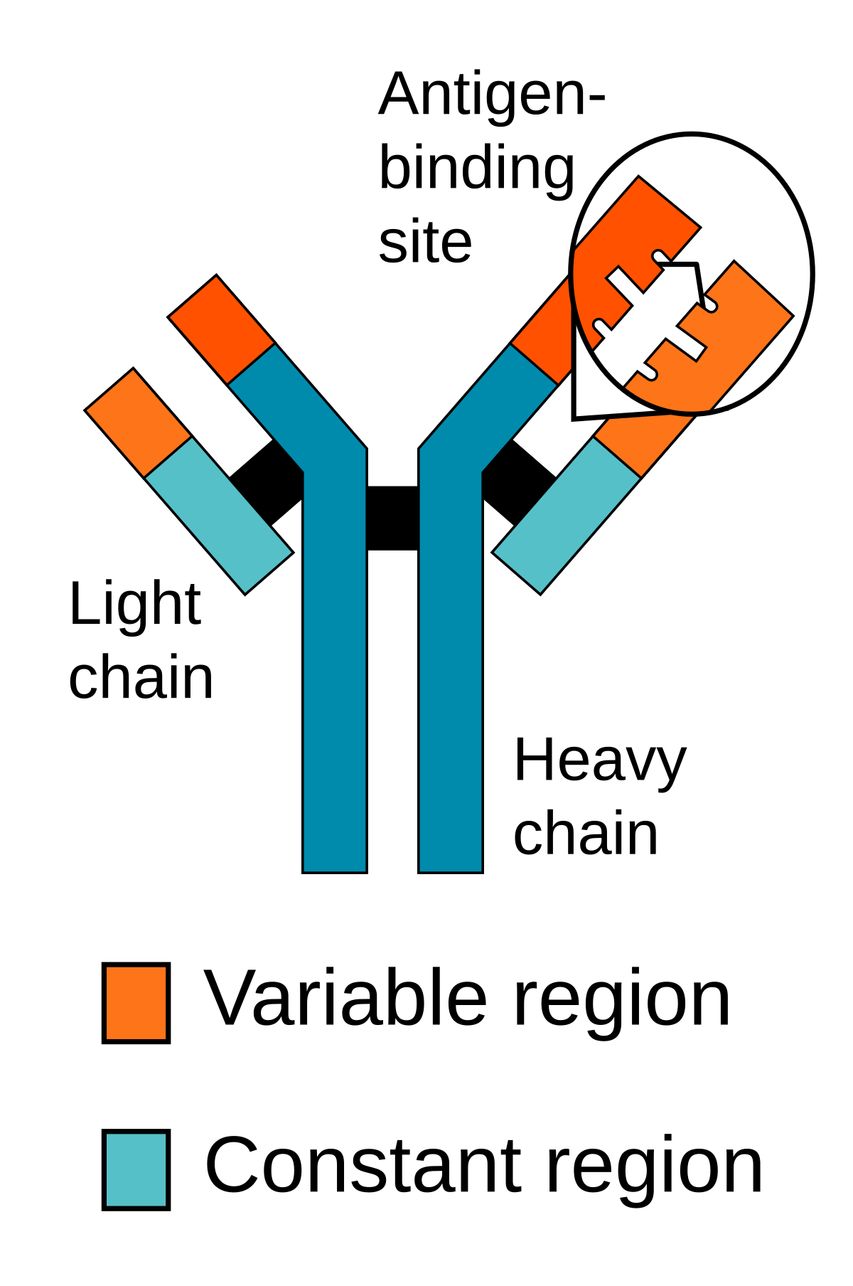 Diagram of an antibody, showing its structure with two heavy chains and two light chains. The antibody features an antigen-binding site, with a variable region (orange) and a constant region (teal).