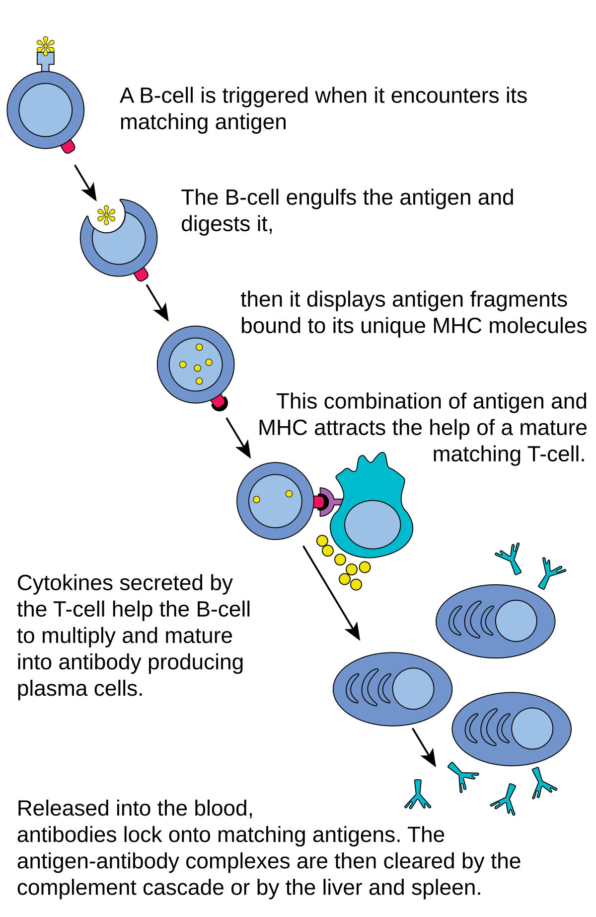 Diagram illustrating the B cell activation pathway, showing how B cells produce antibodies. A B-cell encounters and engulfs its matching antigen, then displays antigen fragments bound to its MHC molecules, which attracts a mature matching T-cell, leading to antibody-producing plasma cells and subsequent clearance of antigen-antibody complexes.