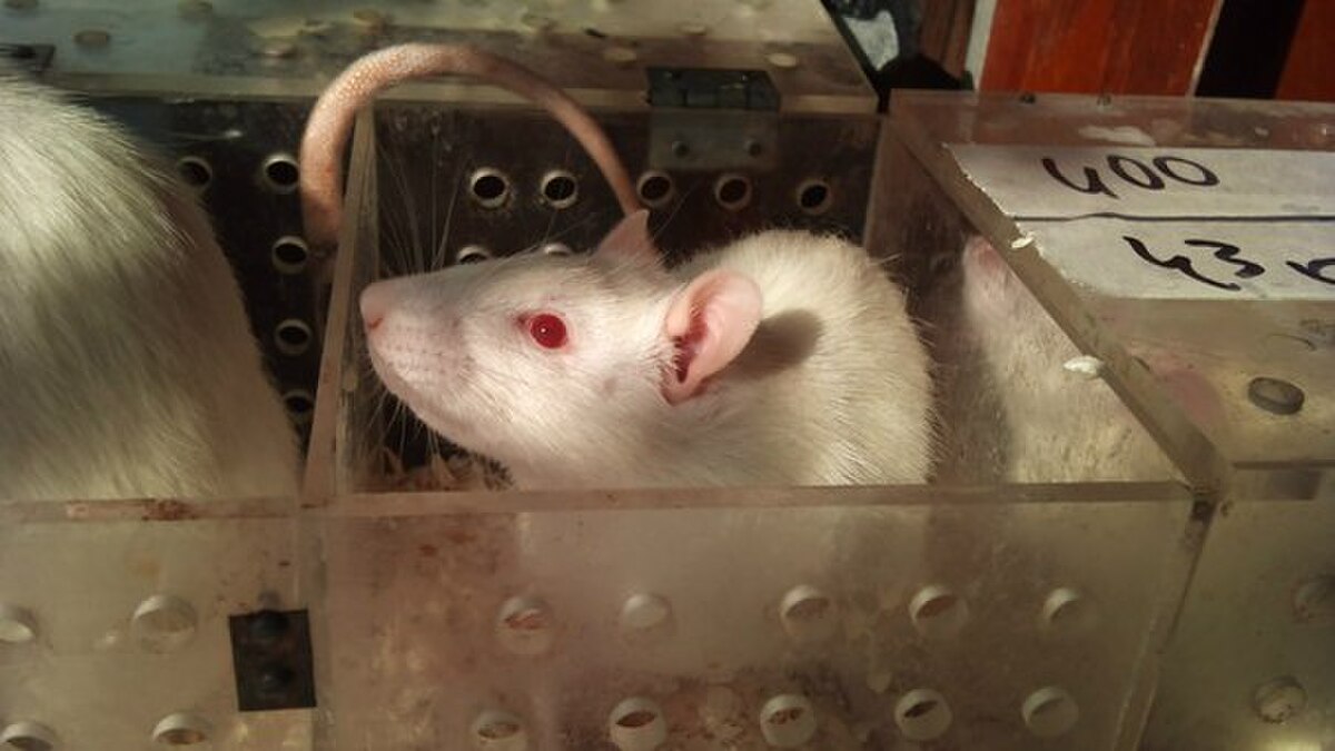 A white laboratory rat with red eyes is shown in a clear plastic Skinner box, part of an experimental setup. The box has a label with numbers "400" and "43k" visible.
