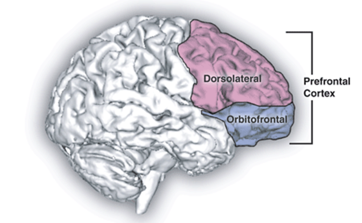 Side view of the human brain, illustrating the prefrontal cortex divided into dorsolateral and orbitofrontal regions. The dorsolateral prefrontal cortex is highlighted in pink, and the orbitofrontal cortex is highlighted in blue.