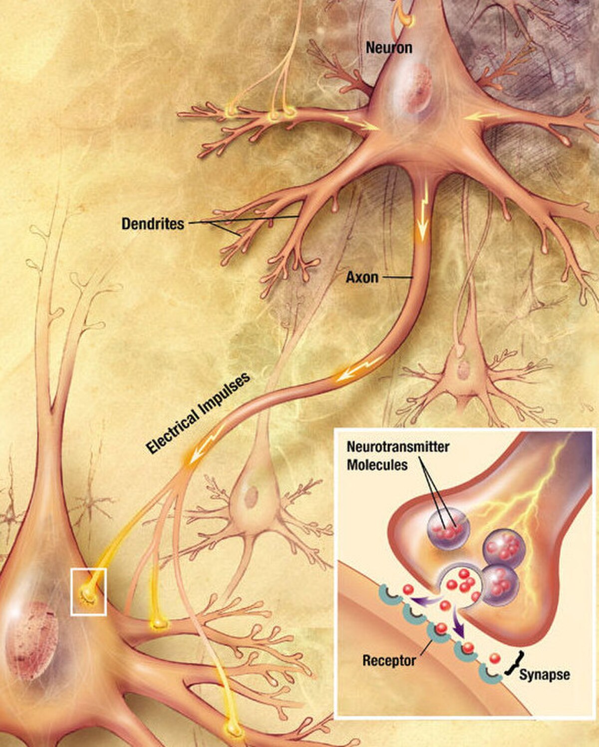 Diagram illustrating a chemical synapse, showing two neurons with dendrites and an axon. Electrical impulses travel along the axon, leading to the release of neurotransmitter molecules from synaptic vesicles into the synapse, which then bind to receptors on the postsynaptic neuron.