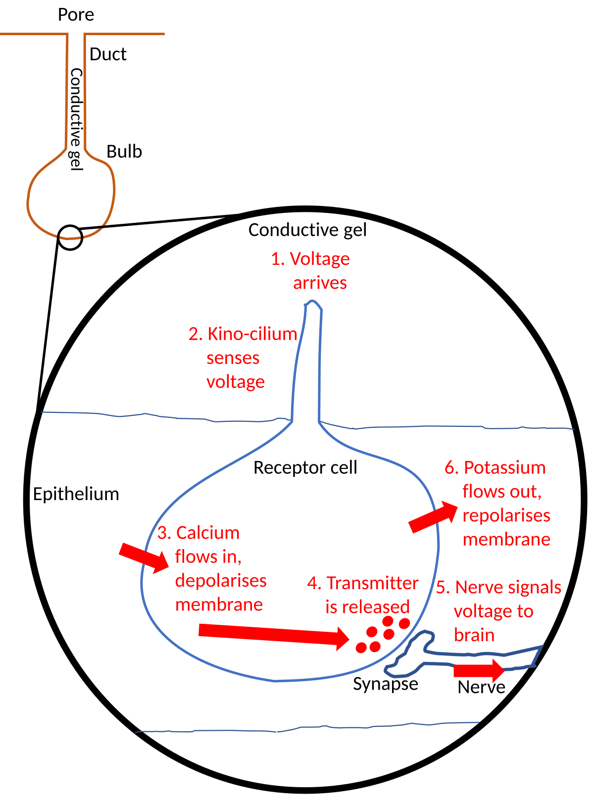 Diagram illustrating the electrophysiology of an ampulla of Lorenzini, showing how it detects an electric field. The main diagram shows a pore, duct, and bulb, with a magnified view of the receptor cell detailing steps 1-6: Voltage arrives, Kino-cilium senses voltage, Calcium flows in and depolarizes membrane, Transmitter is released, Nerve signals voltage to brain, and Potassium flows out and repolarizes membrane.