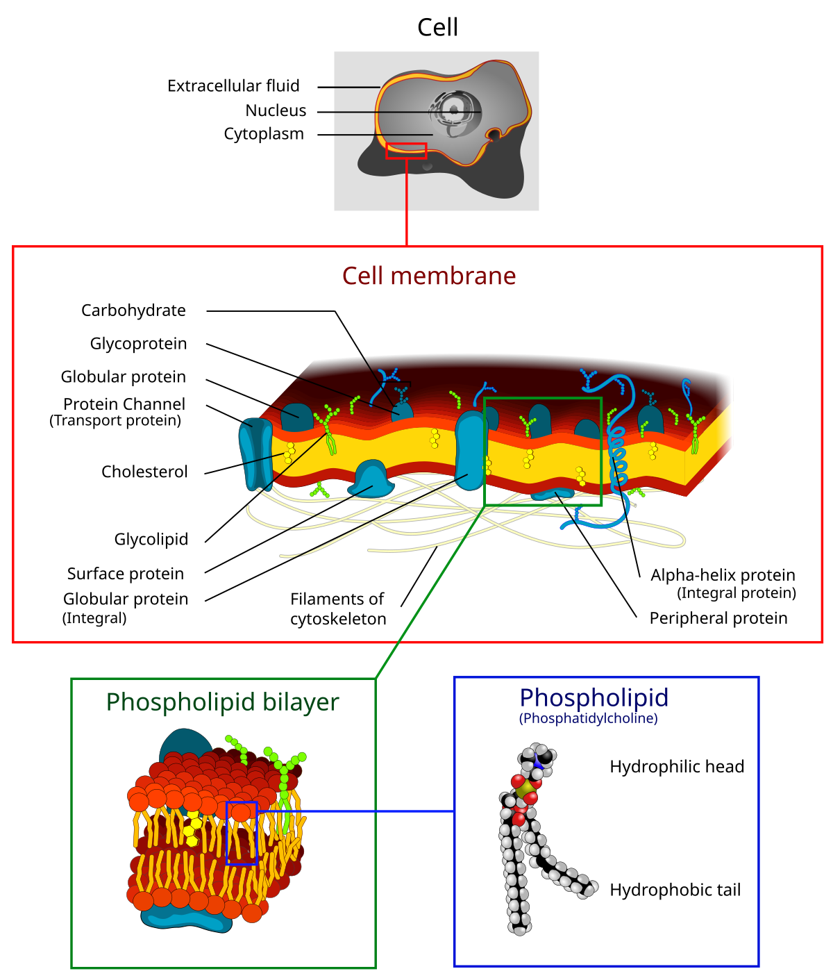 Detailed diagram of a cell membrane, showing its components and a magnified view of a phospholipid bilayer and a single phospholipid molecule. The cell membrane is composed of various elements including carbohydrate, glycoprotein, globular protein, protein channel (transport protein), cholesterol, glycolipid, surface protein, alpha-helix protein (integral), peripheral protein, and filaments of cytoskeleton. The phospholipid bilayer shows hydrophilic heads and hydrophobic tails, which are also labeled on the individual phospholipid molecule.
