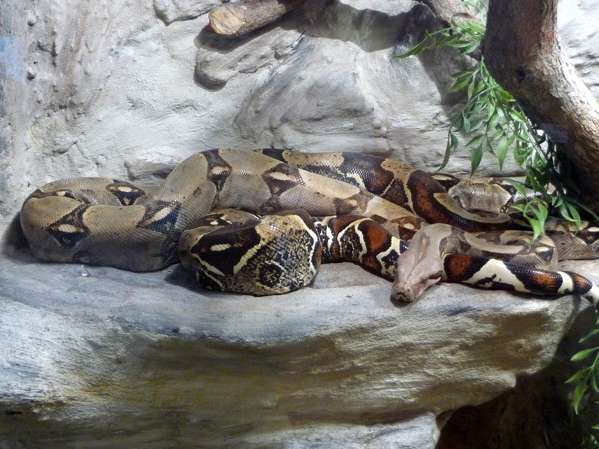 A Boa constrictor snake resting on a rock ledge in an enclosure, with its body coiled and head visible. The snake displays a pattern of brown, tan, and dark markings, blending with the rocky background and artificial foliage.