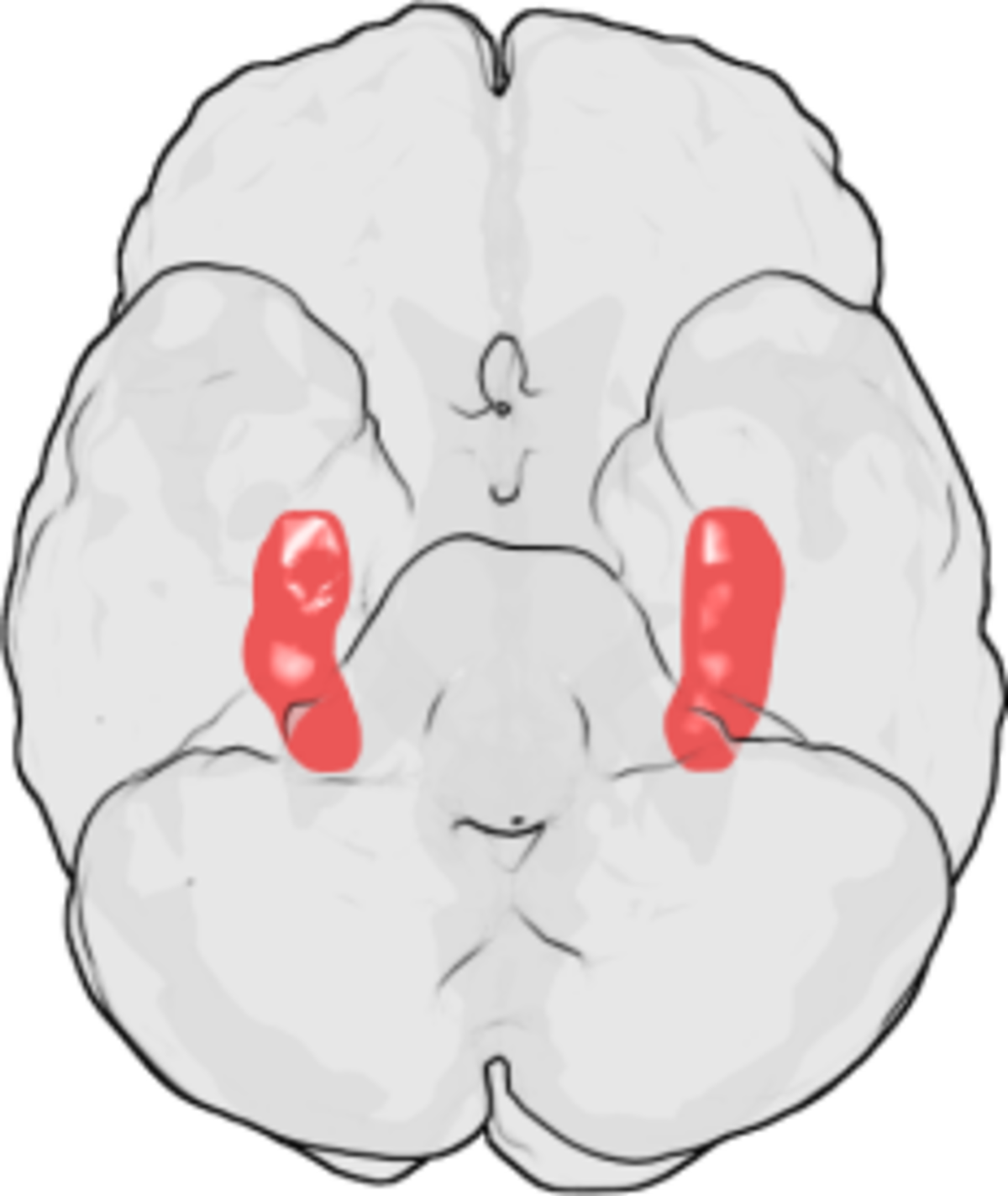 Illustration of the underside of the human brain, with the hippocampus highlighted in red on both sides. The frontal lobe is at the top and the occipital lobe is at the bottom of the illustration.