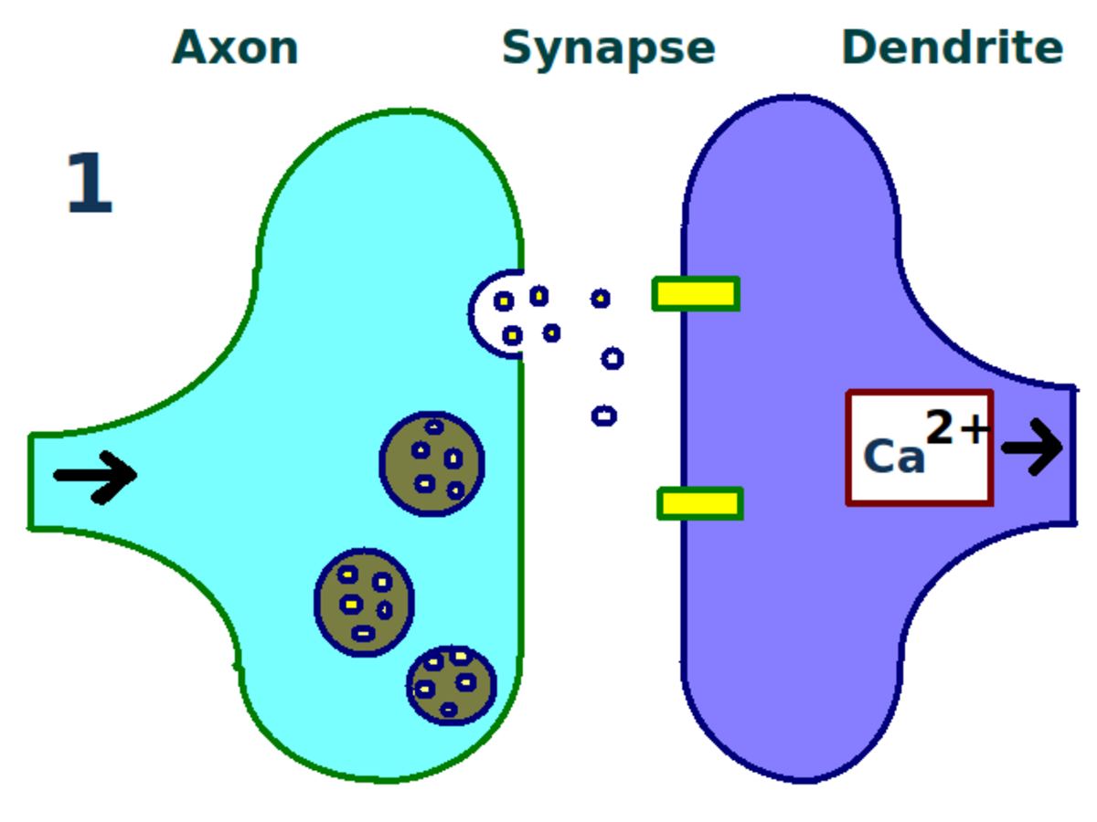 Diagram illustrating the first stage of long-term potentiation (LTP), where a synapse is repeatedly stimulated. An axon releases neurotransmitters into the synapse, which bind to receptors on the dendrite, initiating a calcium ion (Ca2+) influx.