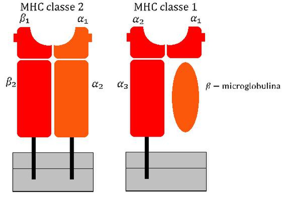 Schematic diagram comparing MHC classe 2 and MHC classe 1 molecules. MHC classe 2 (left) is composed of beta1, alpha1, beta2, and alpha2 domains, while MHC classe 1 (right) consists of alpha1, alpha2, alpha3 domains and a beta-microglobulina, both embedded in a cell membrane.