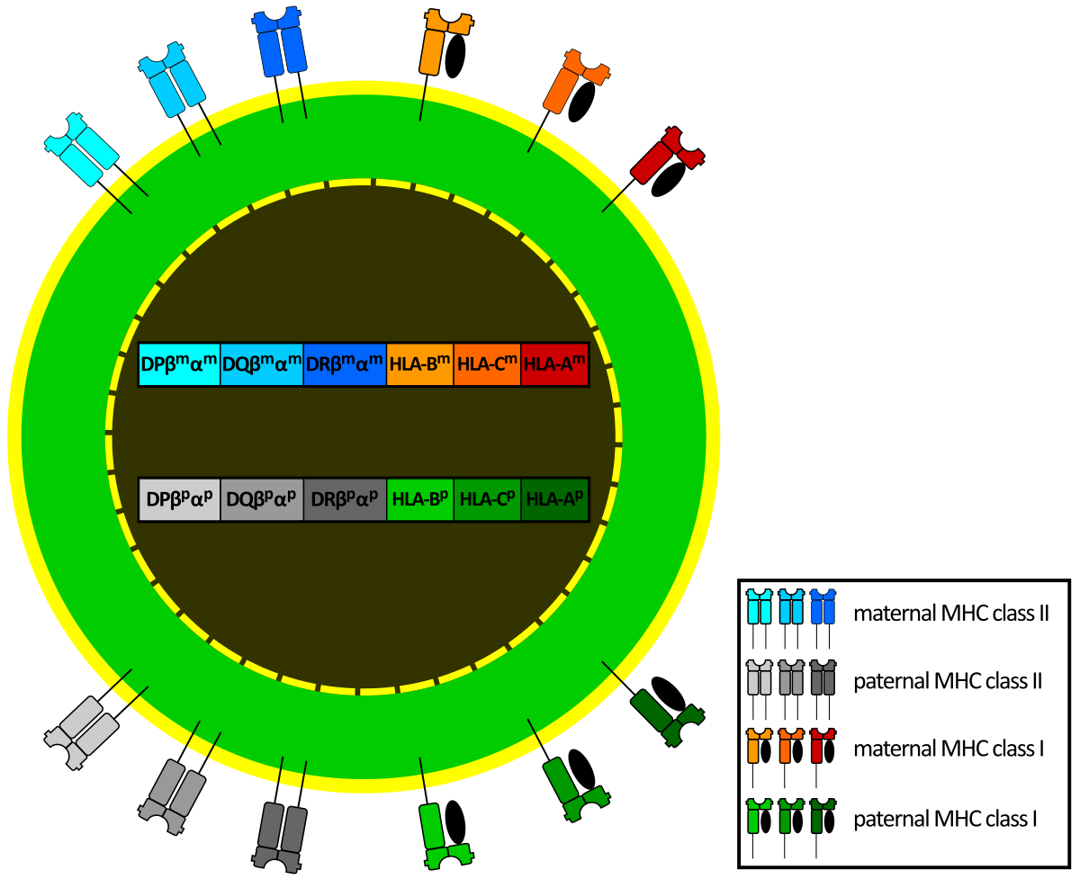Diagram illustrating the codominant expression of HLA genes, showing a circular chromosome with various HLA genes (DPβmαm, DQβmαm, DRβmαm, HLA-Bm, HLA-Cm, HLA-Am for maternal; DPβpαp, DQβpαp, DRβpαp, HLA-Bp, HLA-Cp, HLA-Ap for paternal). These genes lead to the expression of maternal and paternal MHC class I and class II molecules on the cell surface, represented by different colored shapes.