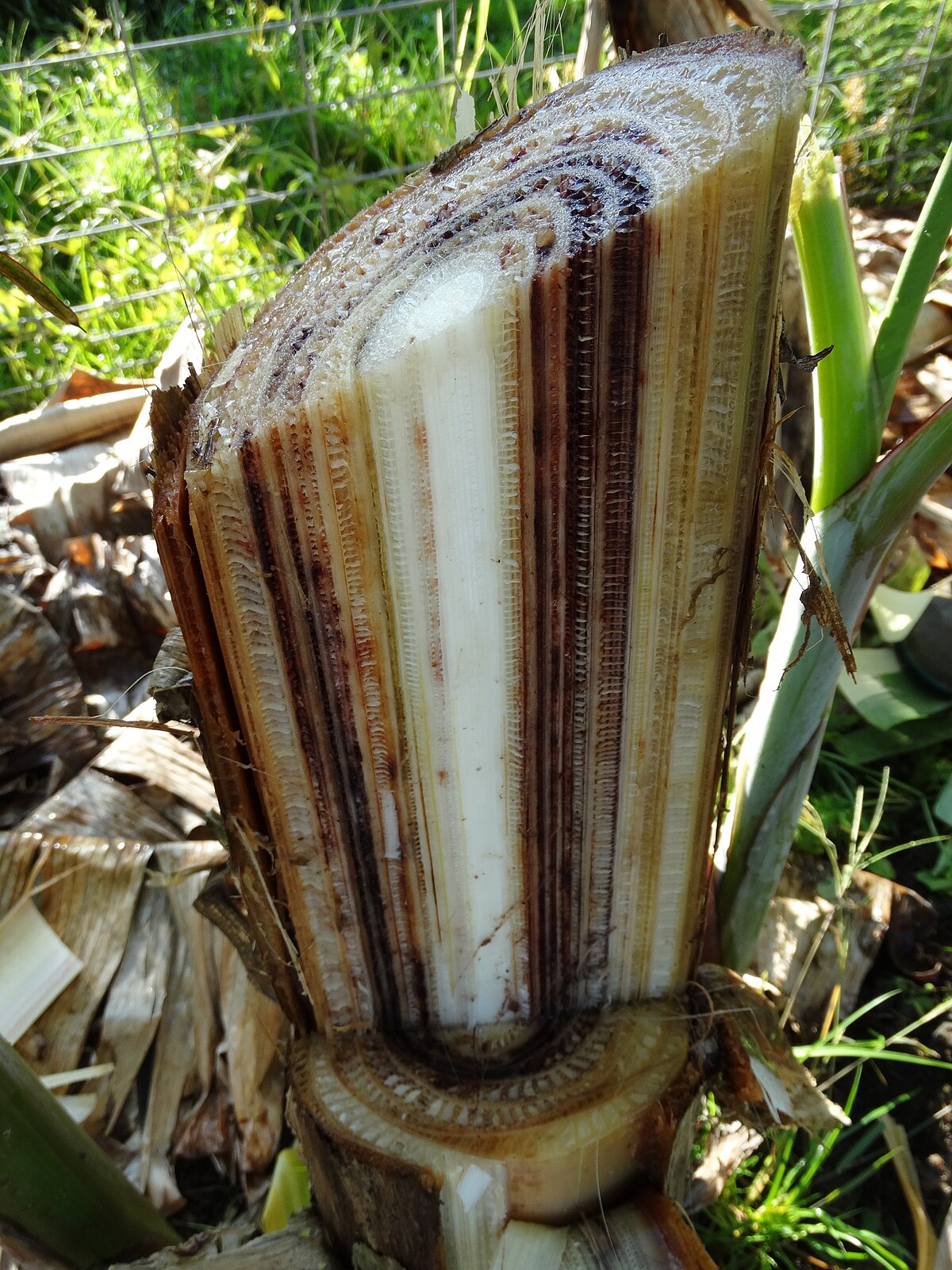 Close-up view of a banana stalk, variety 'Koa'e Kea, infected with Fusarium wilt, also known as Panama disease. The cross-section reveals discolored, dark brown vascular tissue within the stalk.