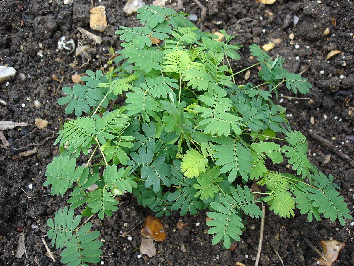 A Mimosa pudica plant, also known as the "touch-me-not" plant, is shown with its leaves fully open. The plant has numerous small, green leaflets arranged along its stems, growing in dark soil.