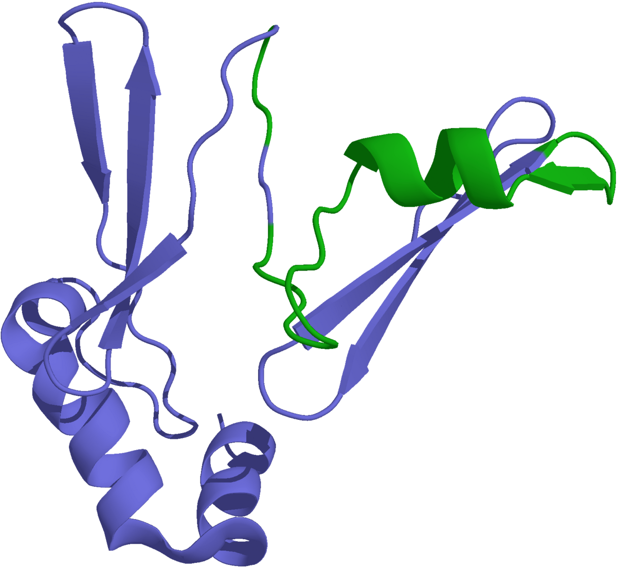 Molecular diagram of Preproghrelin, with the ghrelin component highlighted in green and the rest of the protein in purple. The structure shows alpha-helices and beta-sheets, characteristic of protein folding.