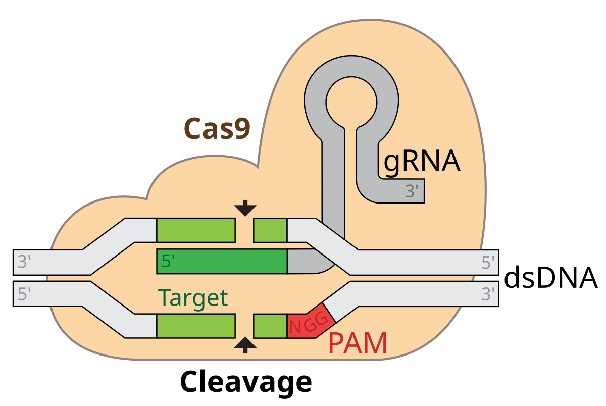 Diagram of the CRISPR-Cas9 complex showing the Cas9 enzyme bound to a guide RNA (gRNA) and a double-stranded DNA (dsDNA) molecule. The gRNA guides Cas9 to a target sequence on the dsDNA, adjacent to a Protospacer Adjacent Motif (PAM) labeled NGG, leading to cleavage of the DNA.