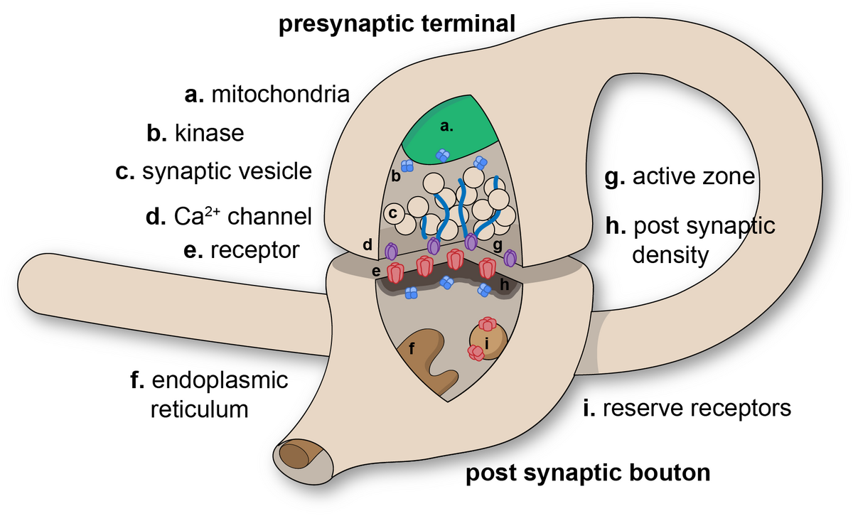 A diagram of a chemical synaptic connection shows the presynaptic terminal and postsynaptic bouton with various labeled components. Labels include "a. mitochondria", "b. kinase", "c. synaptic vesicle", "d. Ca2+ channel", "e. receptor", "f. endoplasmic reticulum", "g. active zone", "h. post synaptic density", and "i. reserve receptors".