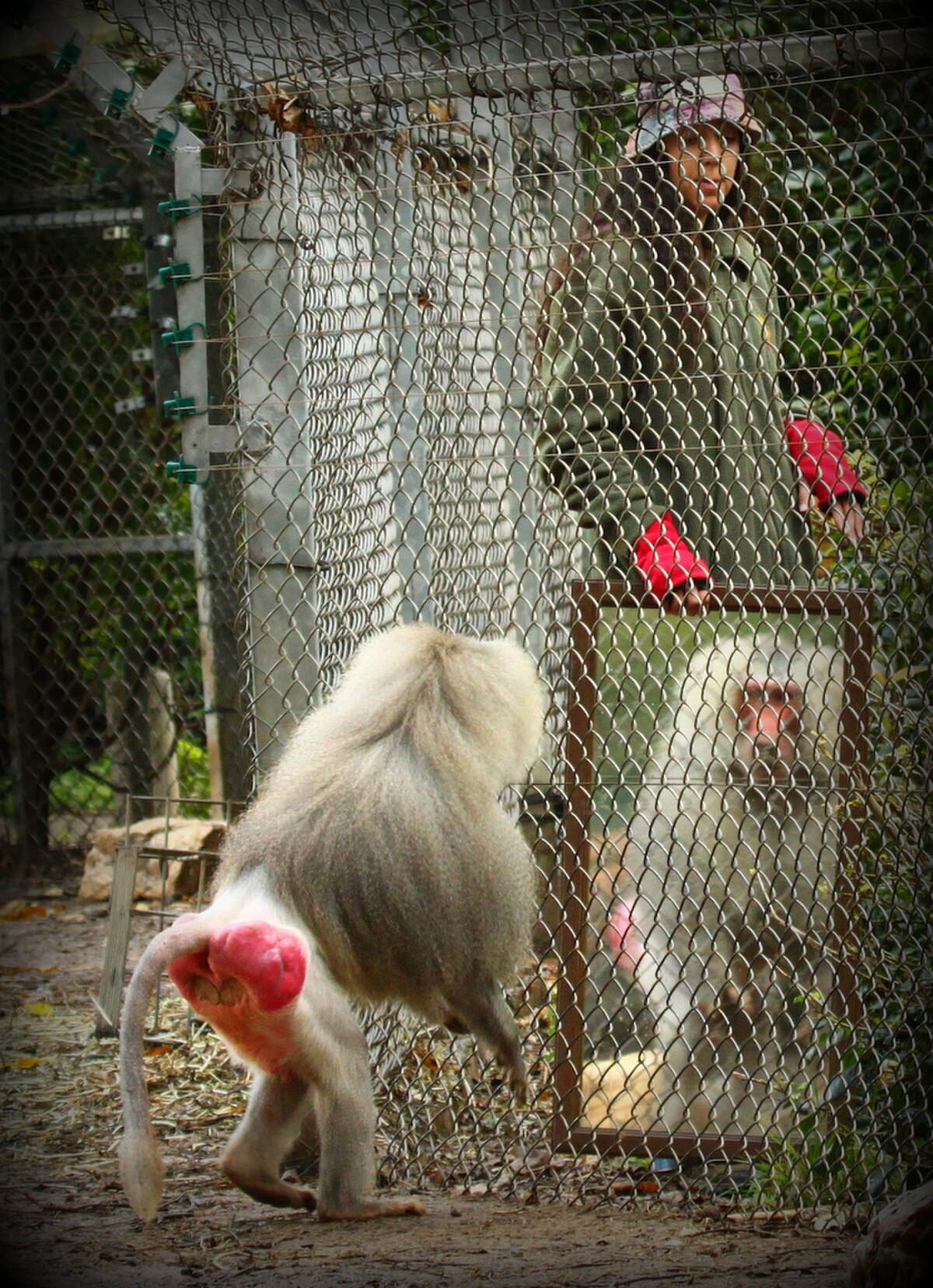A hamadryas baboon is shown interacting with its reflection in a mirror, with a person visible behind the mirror. The baboon is facing away from the viewer, revealing its prominent red hindquarters.