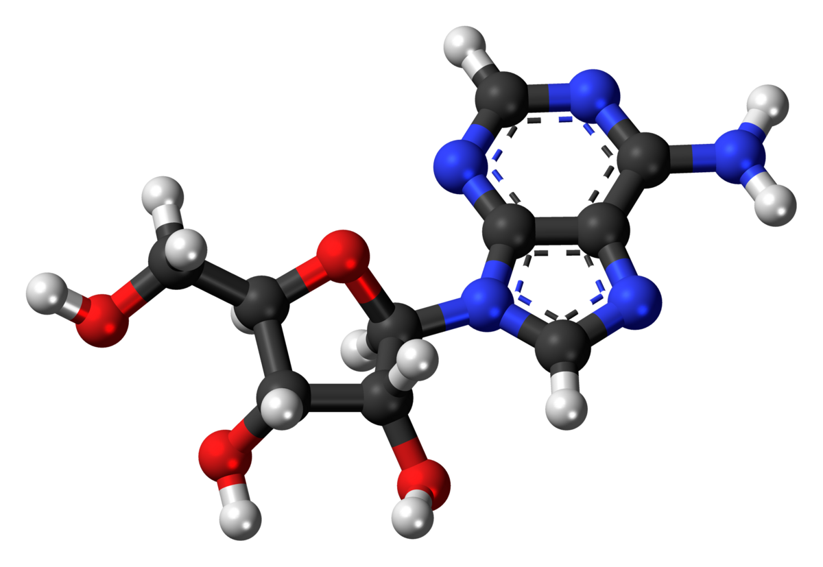 3D ball-and-stick model of an adenosine molecule, showing carbon atoms in black, oxygen in red, nitrogen in blue, and hydrogen in white. The molecule features a purine base (adenine) attached to a ribose sugar.