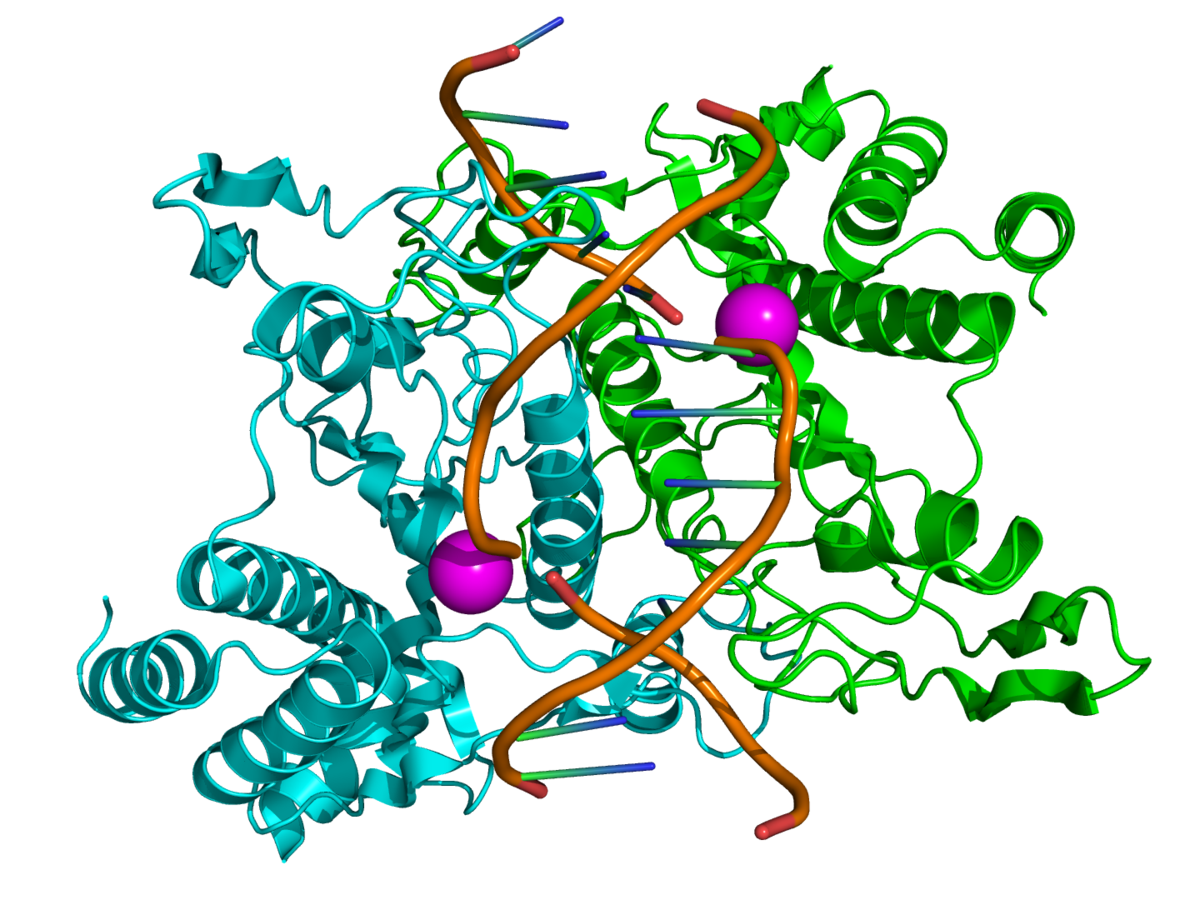 A molecular model of a restriction enzyme (1QPS) shows its complex structure interacting with a DNA double helix. The protein is rendered in green and cyan ribbons, while the DNA is an orange double helix, and two magenta spheres represent metal ions.