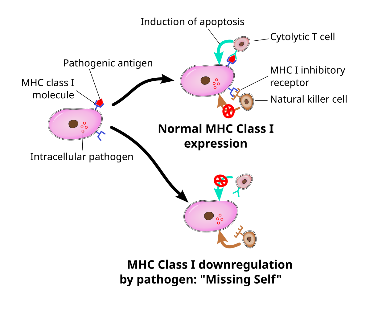 Schematic diagram illustrating the "Missing Self" hypothesis, showing the complementary activities of cytotoxic T cells and natural killer cells in response to MHC Class I expression. In normal MHC Class I expression, a cytolytic T cell induces apoptosis, while a natural killer cell is inhibited by the MHC I inhibitory receptor; in MHC Class I downregulation by a pathogen, the natural killer cell is activated.