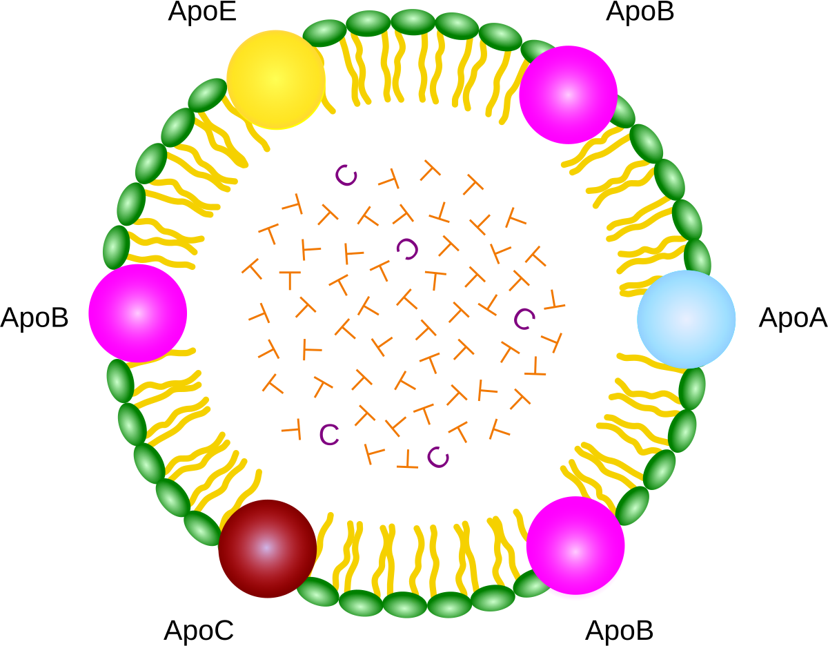 Diagram illustrating the structure of a chylomicron, a type of lipoprotein. The chylomicron consists of a phospholipid monolayer (green particles) surrounding a core of triglycerides (T) and cholesterol esters (C), with apolipoproteins ApoA, ApoB, ApoC, and ApoE embedded in the surface.