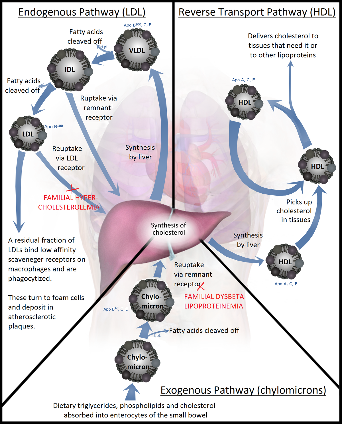 A simplified flowchart illustrating the essentials of lipoprotein metabolism, divided into the Endogenous Pathway (LDL), Reverse Transport Pathway (HDL), and Exogenous Pathway (chylomicrons). The diagram shows the liver as central to synthesis of cholesterol and various lipoproteins like VLDL, IDL, LDL, HDL, and Chylomicron, with processes such as "Fatty acids cleaved off," "Ruptake via remnant receptor," and conditions like "FAMILIAL HYPERCHOLESTEREMIA" and "FAMILIAL DYSBETALIPOPROTEINEMIA" highlighted.