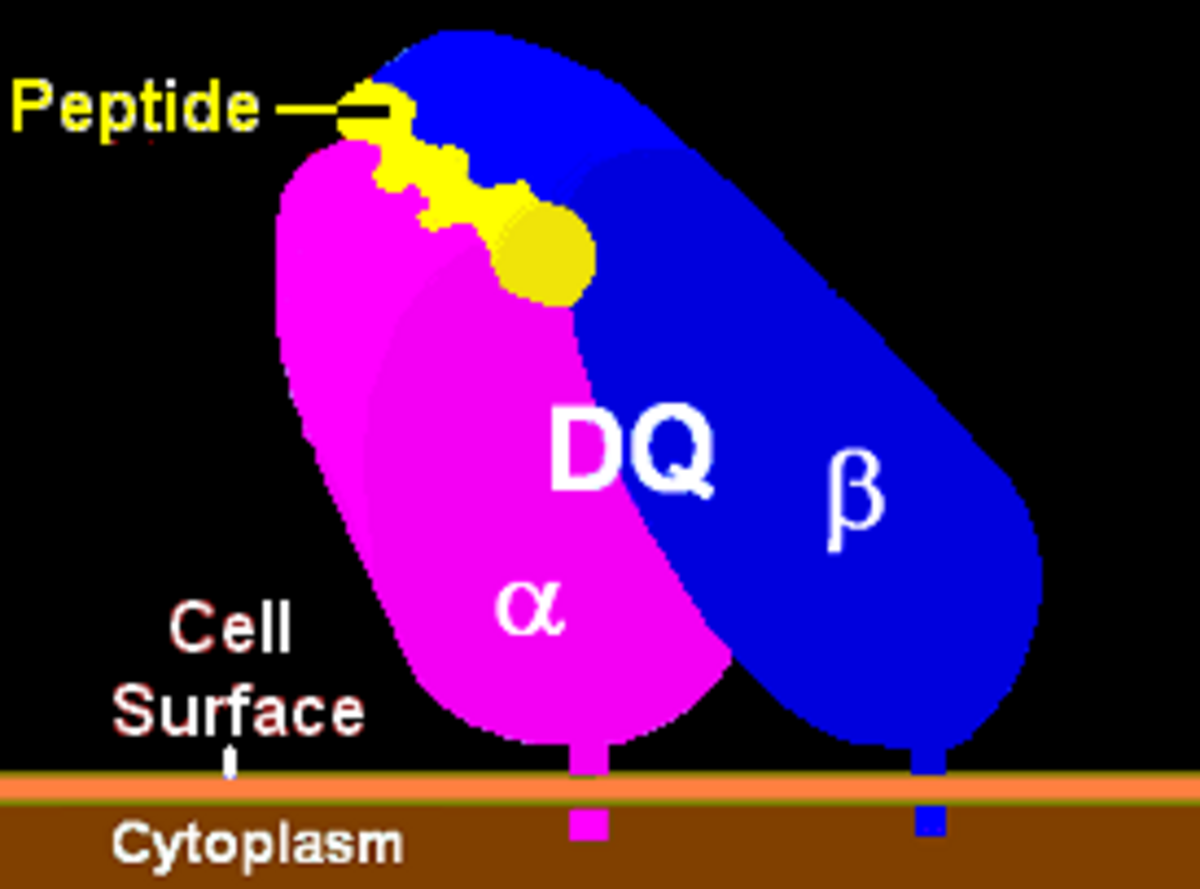 An illustration of an HLA-DQ molecule (magenta and blue) with a bound yellow ligand (Peptide) floating on the plasma membrane, labeled "Cell Surface" and "Cytoplasm". The molecule is composed of an alpha subunit (α) and a beta subunit (β).