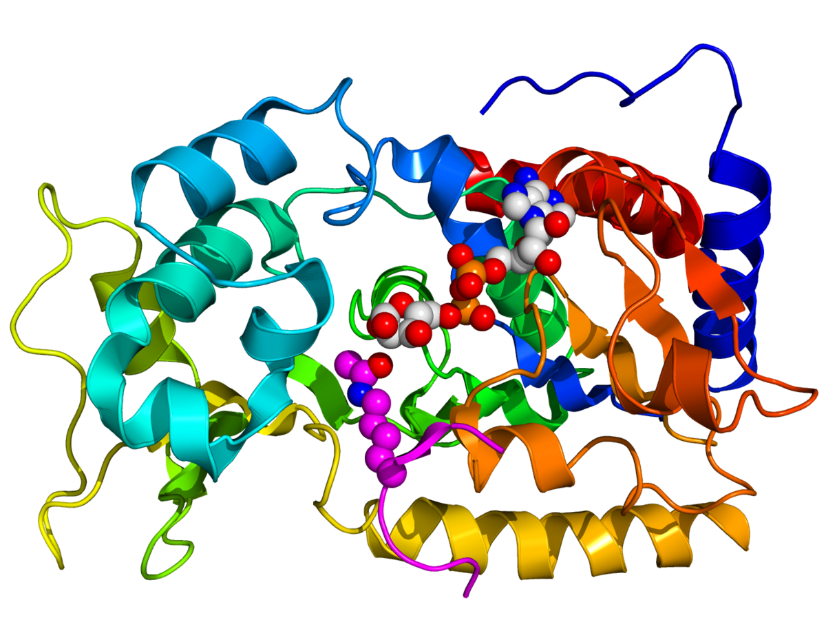 A colorful 3D molecular model, labeled 1SZD, displays the structure of a sirtuin protein. The protein is rendered with alpha-helices and beta-sheets in a rainbow color scheme, with a ligand molecule shown as spheres in the active site.