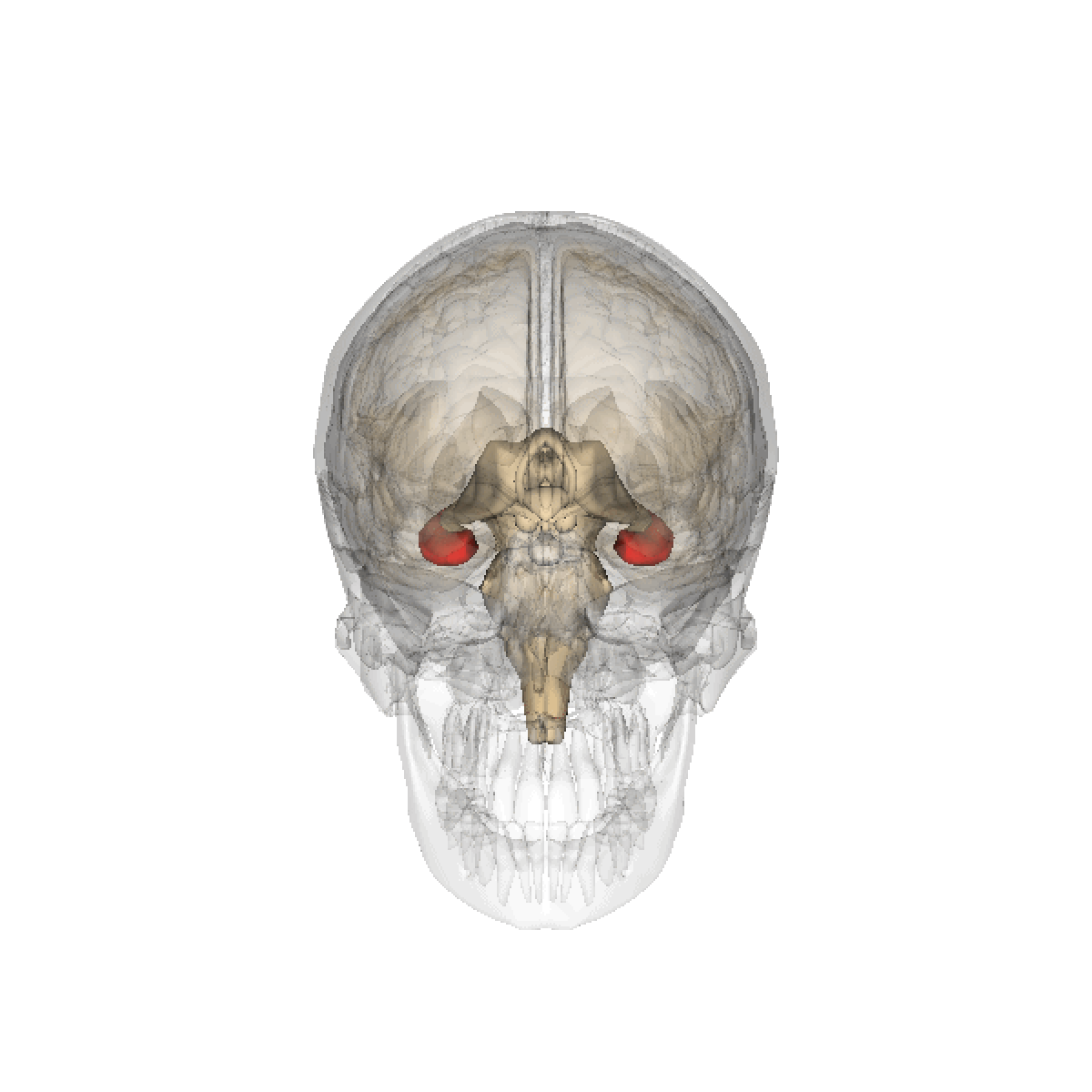 An animated 3D rendering of a human skull and brain, with the hippocampus highlighted in red. The brain structures are shown in a translucent beige, allowing the skull to be seen.