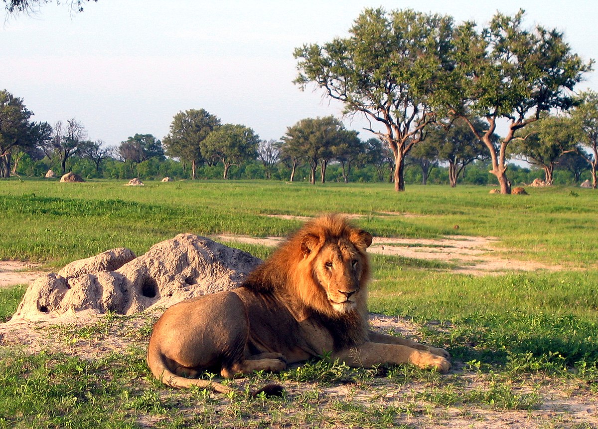A male lion resting near a termite mound in a grassy savanna landscape with scattered trees in Hwange National Park.