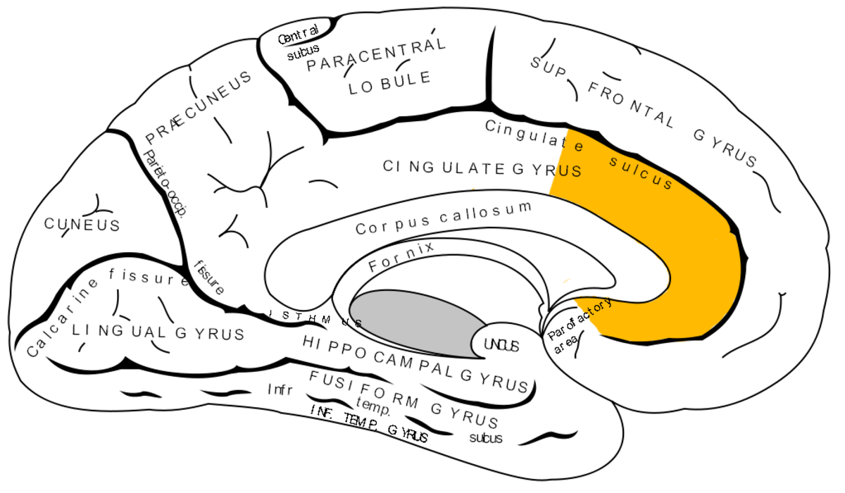 Diagram of the medial surface of the human brain, highlighting the anterior cingulate cortex in orange. Key labeled regions include the Cingulate sulcus, Cingulate gyrus, Corpus callosum, Fornix, Hippocampal gyrus, Paracentral lobule, Sup. Frontal gyrus, Praecuneus, Cuneus, Calcarine fissure, and Lingual gyrus.