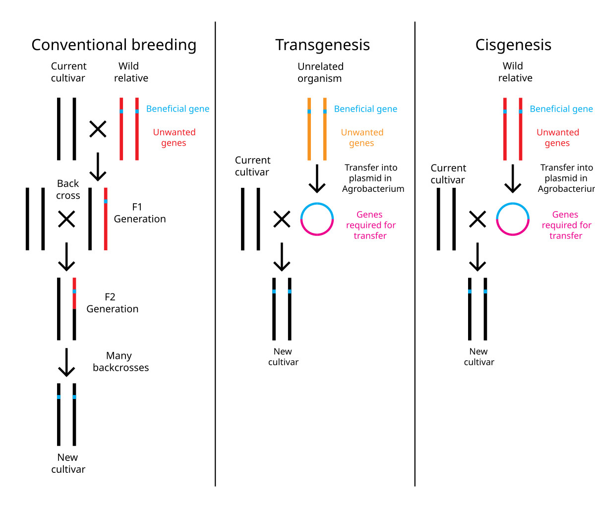 Diagram comparing conventional plant breeding with transgenic and cisgenic genetic modification. Conventional breeding involves crossing a current cultivar with a wild relative, followed by backcrosses to produce a new cultivar. Transgenesis involves transferring a beneficial gene from an unrelated organism into a current cultivar via a plasmid in Agrobacterium. Cisgenesis involves transferring a beneficial gene from a wild relative into a current cultivar, also via a plasmid in Agrobacterium.