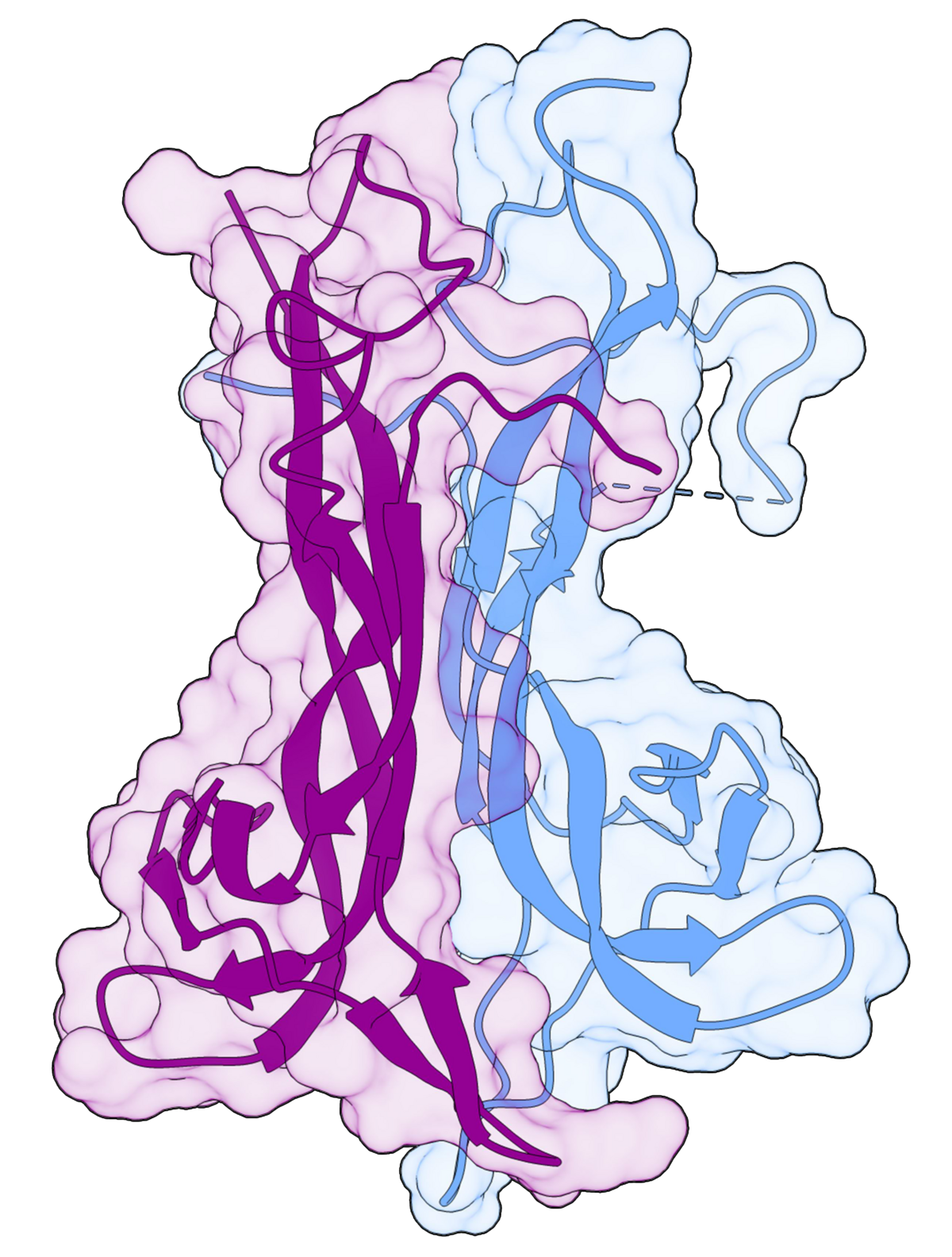 A molecular model shows the structure of brain-derived neurotrophic factor (BDNF) complexed with neurotrophin-4 (NT-4), depicted as two intertwined protein chains in purple and blue. The transparent surface representation highlights the overall shape of the complex.