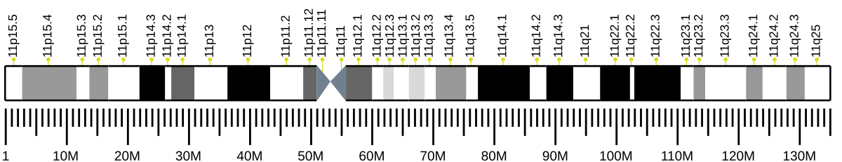 Ideogram of human chromosome 11, showing its banding pattern and genetic locations. The chromosome is marked with p and q arms, and specific band regions such as 11p15.5, 11q13.5, and 11q25 are labeled, along with a scale in megabases (M) from 0M to 130M.