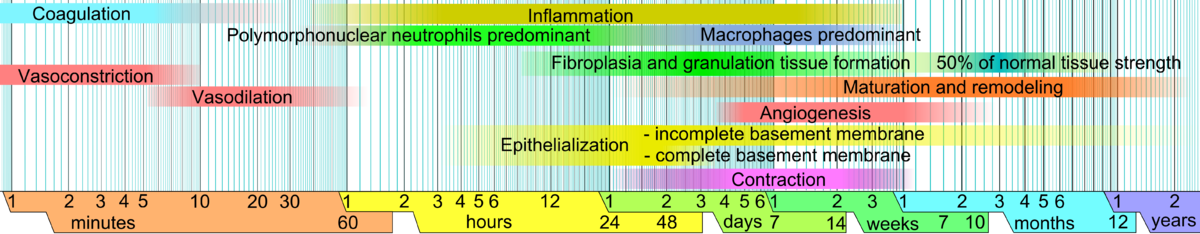 A timeline diagram illustrating the approximate phases of wound healing, from minutes to years, with different processes highlighted by colored bars. Granulation tissue formation is shown in a green box, occurring from days to weeks after injury.