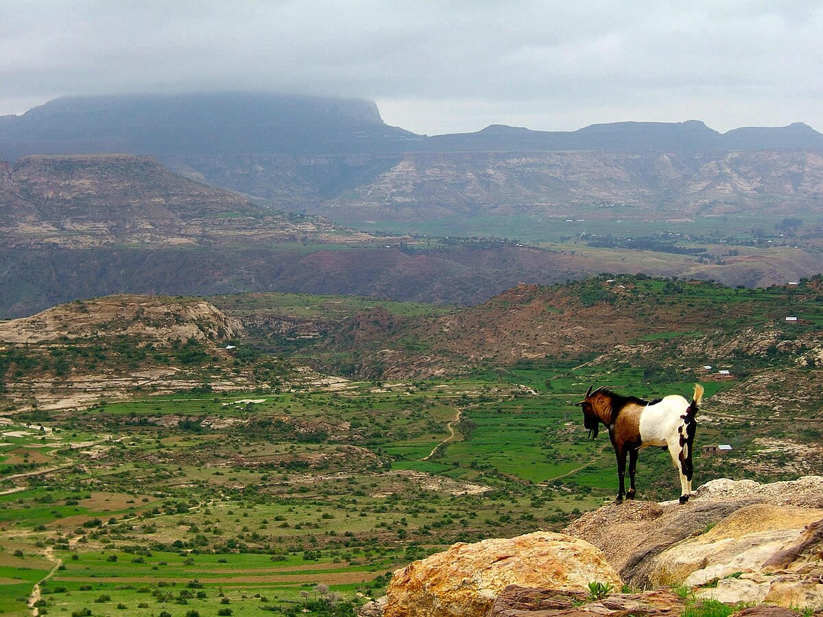 A scenic view of the Ethiopian Highlands, featuring basalt formations and a goat standing on a rocky outcrop in the foreground. The landscape shows rolling hills, green valleys, and distant mountains under a cloudy sky.